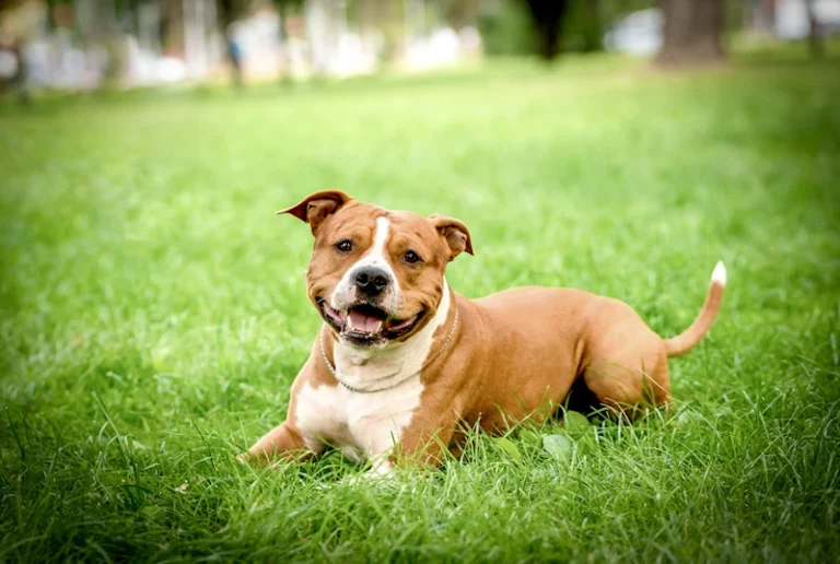 Happy looking boxer dog laying in the grass.